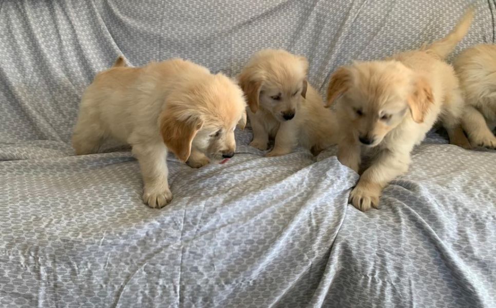 Super adorable male and a female Golden Retriever puppies