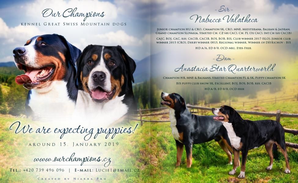 Greater Swiss Mountain Dog - FCI pedigree
