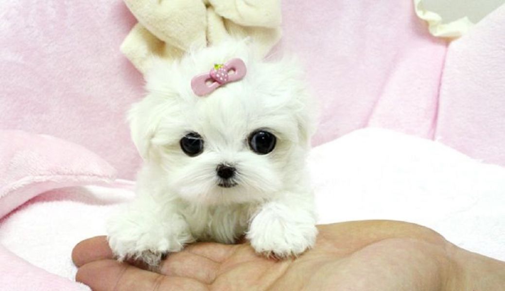 Купить щенка микро. Мальтийская болонка Teacup. Micro Teacup Maltese Puppy. Teacup Maltese собака. Мальтезе микро мини.