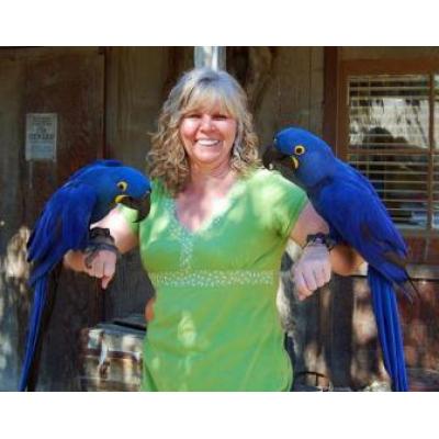 High quality amazing talkative breeds Hyacinth macaw, Blue and Gold macaw African Grey Parrot birds 