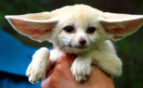 Baby fennec fox available for sale