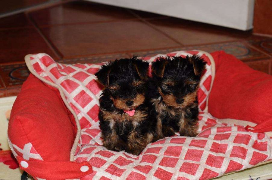 Cute Yorkie puppies for adoption Text me at + 1786-480-2944