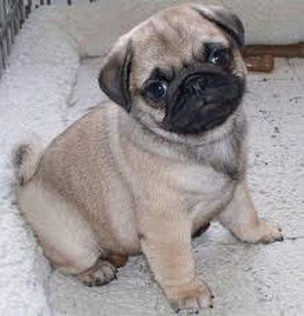  Beautiful Pure Bred Pug Puppies For Sale