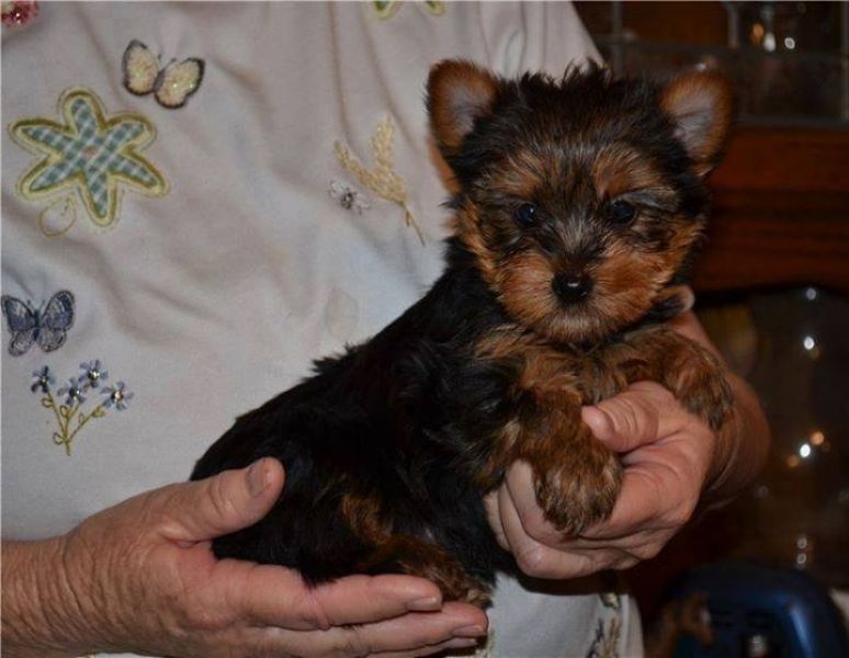 😋 Gorgeous Little yorkie puppies shots, dewormed & potty 