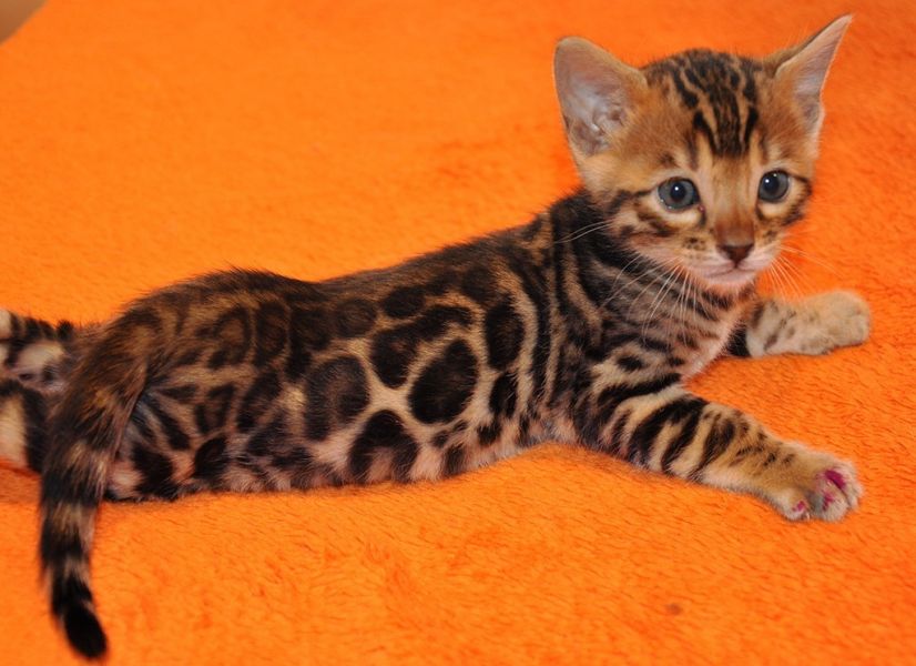 Beautiful  Bengal Kittens