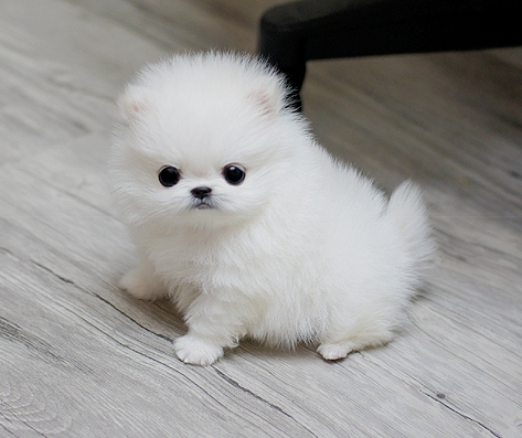 White Tiny Teacup Pomeranian 12 weeks old, 