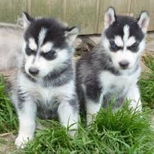 Pure Mixed Breed Siberian Husky Puppies. 