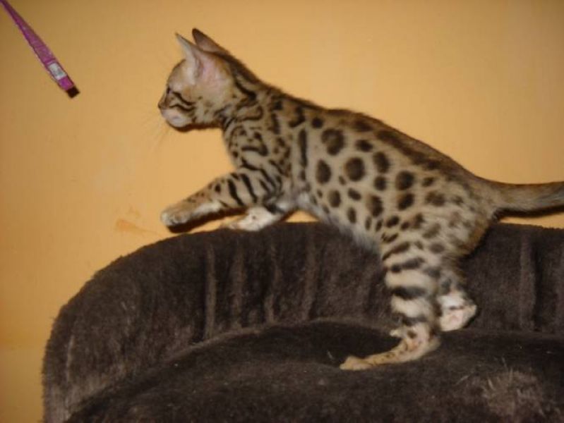 Bengal kittens with pedigree