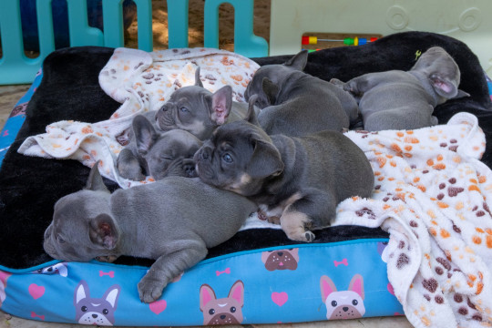Beautiful French bulldog puppies for sale.