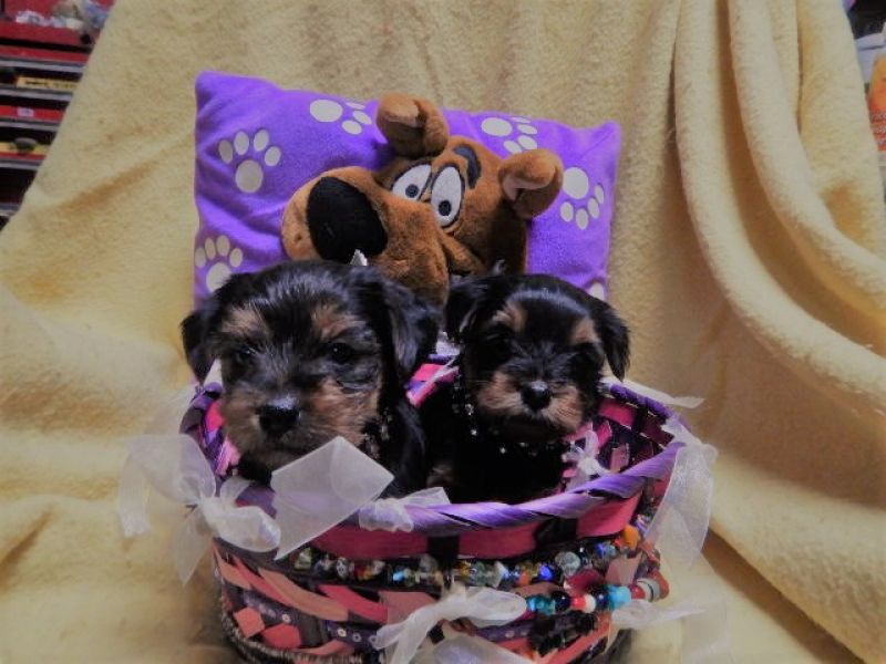 Male and Female Yorkie's Puppies For Sale