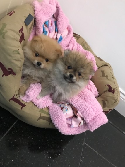 Adorable Pomeranian puppies available