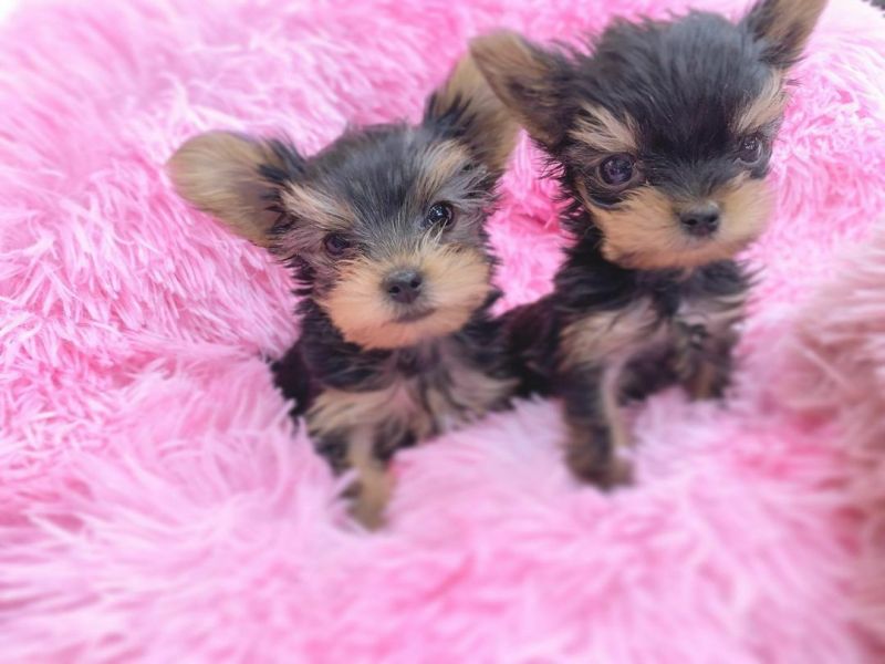 Cute Yorkshire Terrier puppies