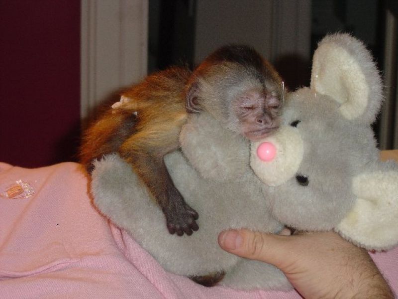 Two cute Tamed Baby Capuchin Monkeys available for adoption 