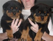 Rottweiler puppies for good home