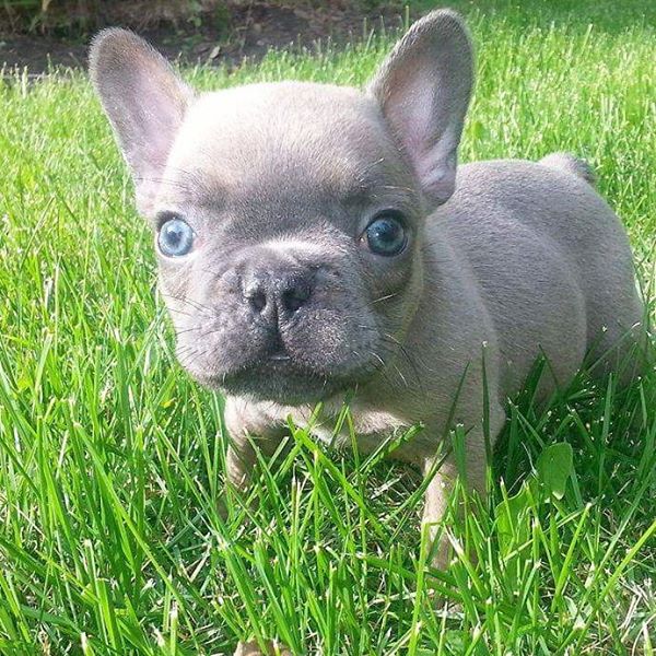 Adorable French Bulldog Puppies For Adoption. 