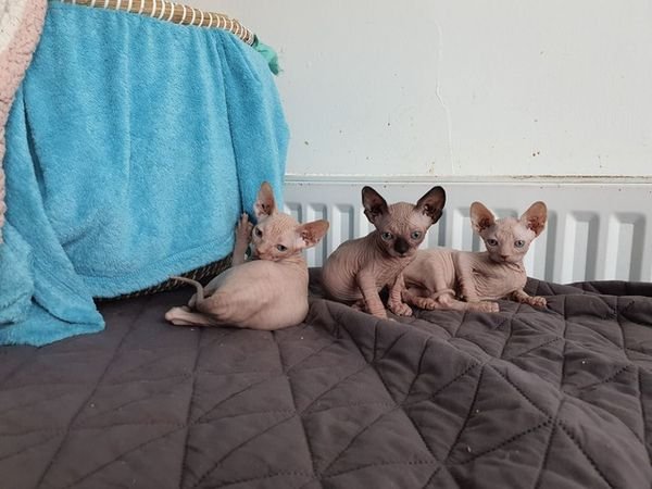 Sphynx kittens available 