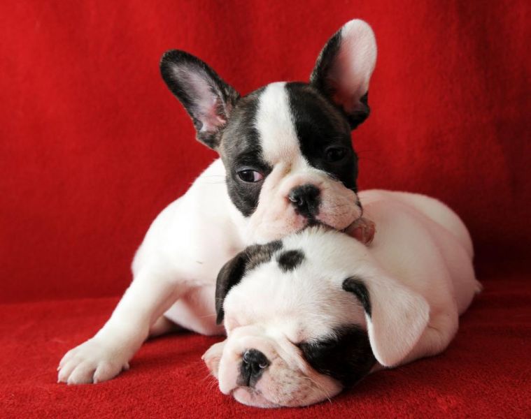 Beautifull French Bulldog puppies