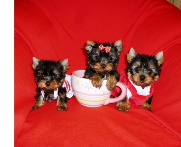 Adorable Teacup Yorkie Puppies