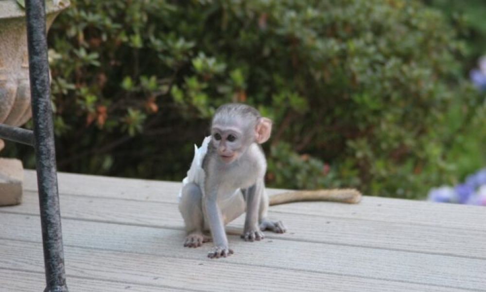 Lovely and well trained Marmoset/Capuchin  monkey. Whatsapp +447565118464