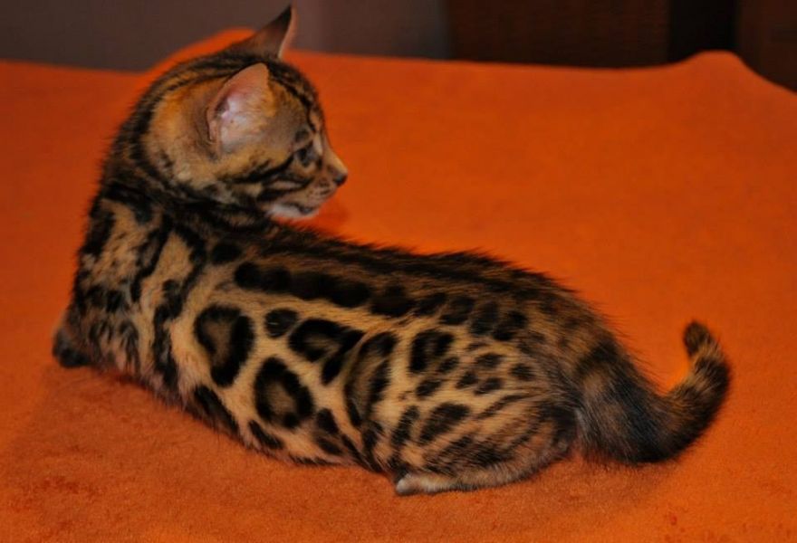 Beautiful  Bengal Kittens