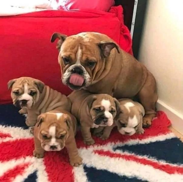 English Bulldog Puppies For Adoption