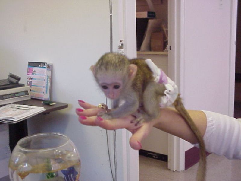 Capuchin Monkeys For sale .whatsapp me at: +447418348600