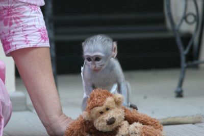 Socialized Capuchin monkeys 