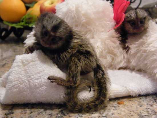 Cute babies  pygmy marmoset Capuchin monkeys for sale