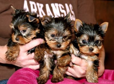 Teacup Yorkie puppies