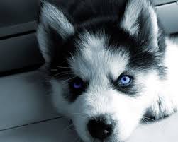 Blue Eyes Siberian Husky Puppies  on  Adoption.