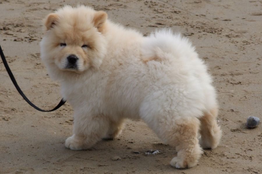  frosty' is an adorable purebred ckc reg. cream male chow chow pup