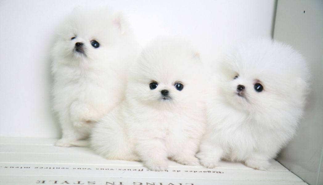 Lovely intelligent Pomeranian puppies