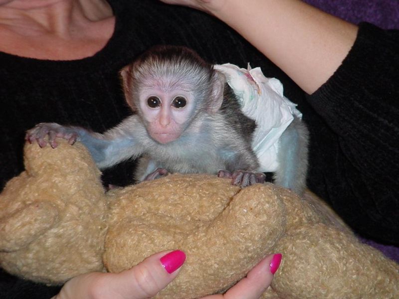 Capuchin monkeys cute and lovely baby gift