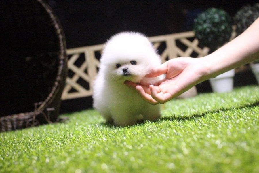 Playful Teacup Pomeranian Puppies ready