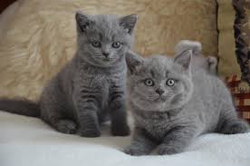 Male and female british short hair kittens for sale 