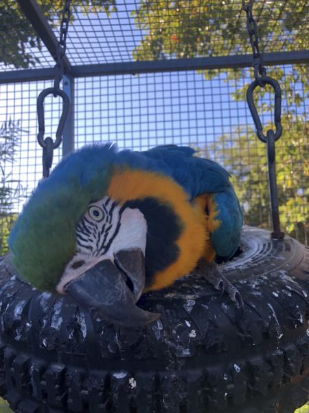 Beautiful and Talking Blue and Gold Macaw Parrots for Sale