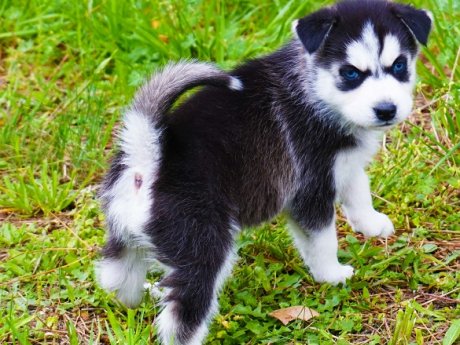 Siberian Husky puppies.