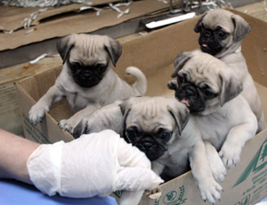 Pug puppies looking a new home.
