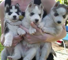 Blue Eyes Siberian Husky Puppies  on  Adoption.