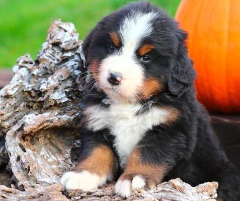 Oscar - Bernese Mountain Dog Puppy for Sale