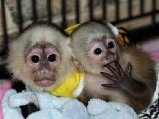 Cute Capuchin Monkeys Available Now To Love