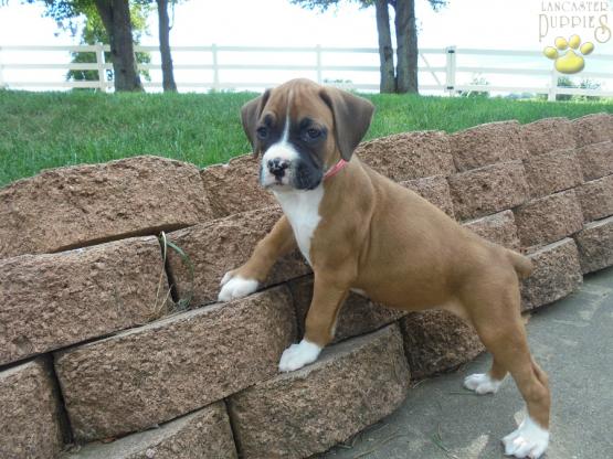 Boxer Puppies for sale