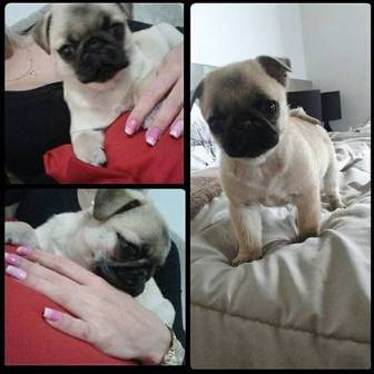 Intelligent and fawn male and female Pug puppies