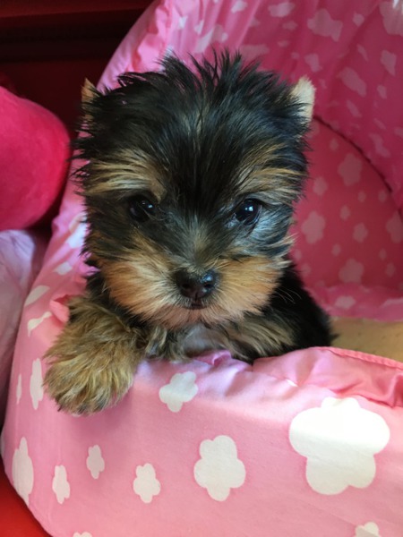 Cute Yorkshire Terrier puppies