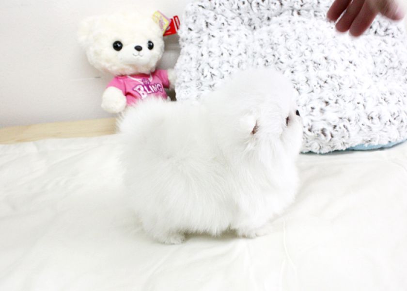 White Little Pomeranian playful! Family raised