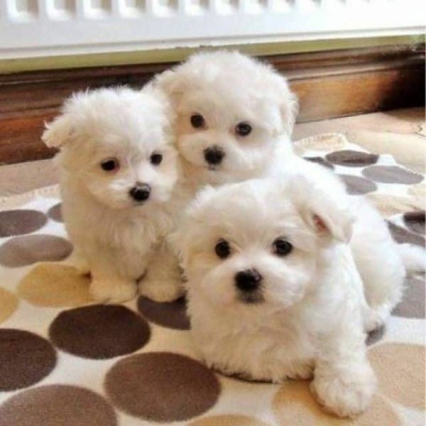  Beautiful Maltese puppies Available 