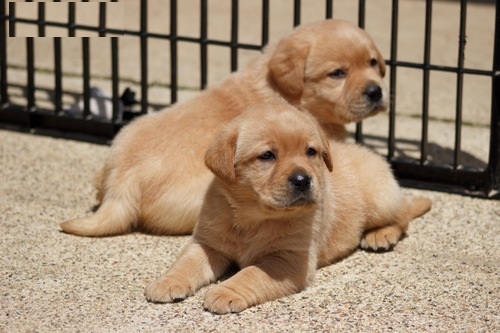  Labrador Puppies for adoption..971-318-3477
