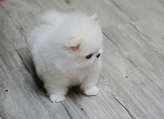 White Teacup Pomeranian