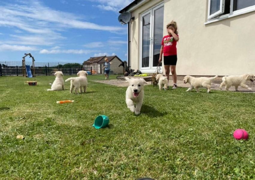 Cream kc Reg Golden Retriever puppies