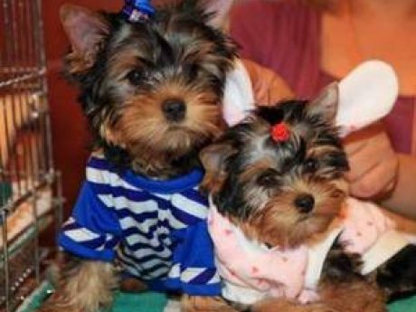 Beautiful Teacup Yorkie puppies ready to go now